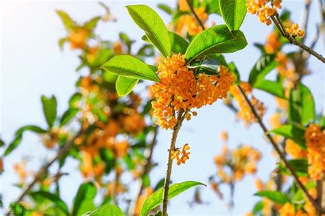 桂花可以種室內嗎|桂花種植指南：種出芬芳美麗的桂花 